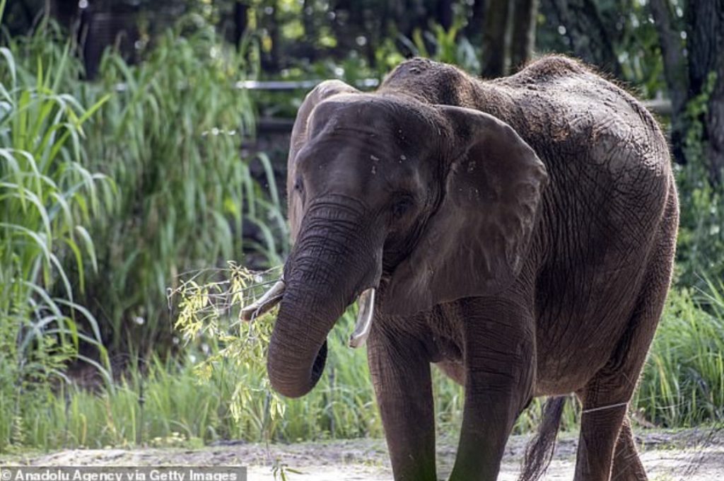 Disebabkan Gajah, Wanita Ini Maut. Ini CERITA Sebenar..