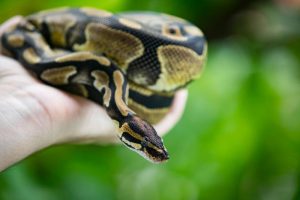 Tidak Berbisa & Bahaya, Ball Python Ular Peliharaan Yang Senang Dijaga!
