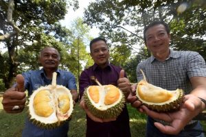 Kedah Perkenal Dua Jenis Durian Baharu Setanding Musang King!