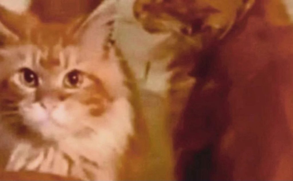 Kucing 'Makan' Tuan. RUPA-RUPANYA Ini Yang Berlaku.