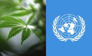 Thailand Gugurkan Ganja Dari Senarai Bahan Terlarang, Ini Respon PBB
