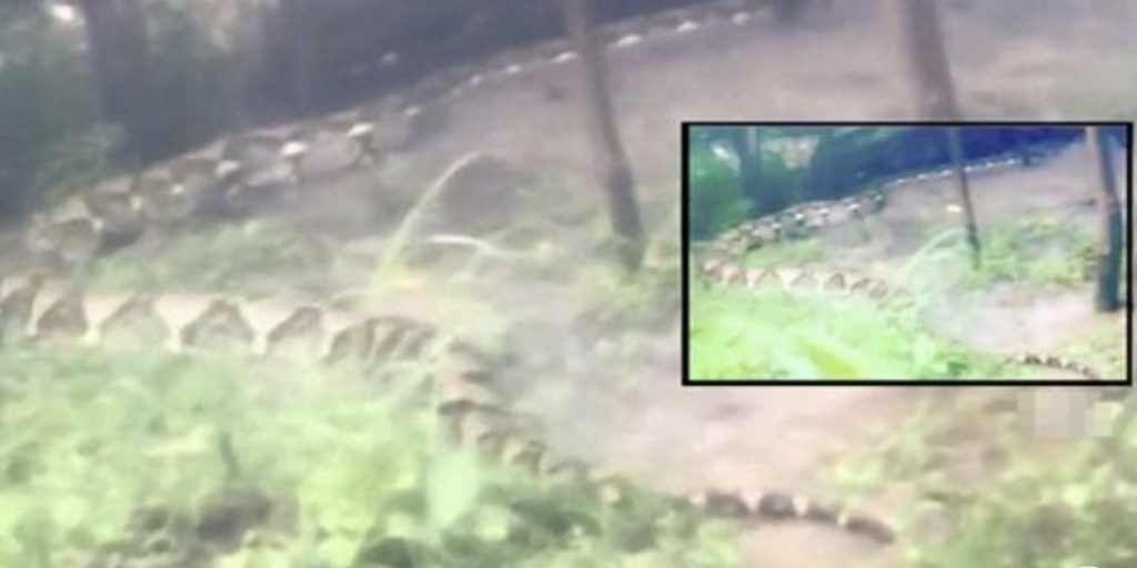 Pemancing Jumpa Ular Sawa Panjang 8 Meter, Ada VIDEO