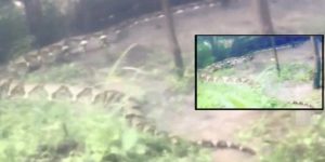 Pemancing Jumpa Ular Sawa Panjang 8 Meter, Ada VIDEO Pemancing Jumpa Ular Sawa Panjang 8 Meter, Ada VIDEO