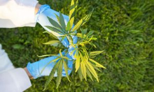 Doktor Thailand Desak Kerajaan Batal Kebenaran Ganja. Ini Sebabnya..