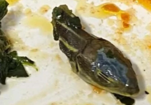 ‘Kepala Ular’ Ditemui Dalam Makanan. Perkongsian Pramugara Ini Bikin LOYA 'Kepala Ular' Ditemui Dalam Makanan. Perkongsian Pramugara Ini Bikin LOYA