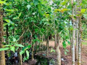 Produk Ketum Bakal Diluluskan?? Ini Jawapan KJ Produk Ketum Bakal Diluluskan?? Ini Jawapan KJ