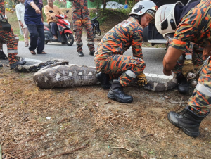 Ular Sawa ‘Kekenyangan’ Lepas Baham Kambing. ADA VIDEO