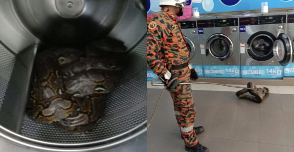 Ular Sawa Selamba Melingkar Dalam Mesin Basuh Kedai Dobi