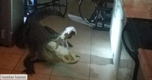 Buaya Lapan Kaki Masuk Rumah Cari Makanan