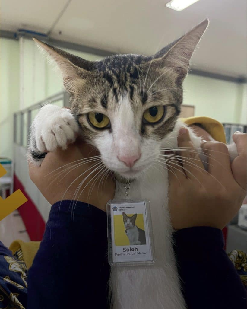 Kenali Soleh, Kucing Yang Dilantik Sebagai Pegawai Perkhidmatan Cukai