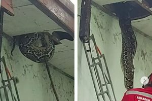 (VIDEO) Anggota Bomba Bergelut Tangkap Ular Sawa 6 Meter