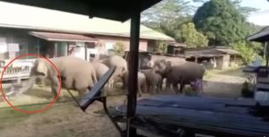 Kawanan Gajah ‘Jalan-Jalan’ Depan Rumah, Sempat Sepak Motosikal