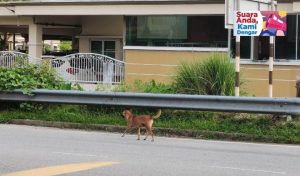 Penduduk Resah Anjing Liar Semakin Banyak Di Kawasan Perumahan
