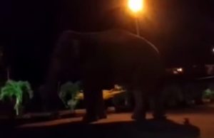 Kelibat Gajah Masuk Penjara Kluang Ditemui