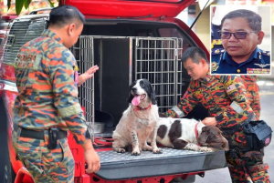 Kebakaran Jakel: Khidmat Anjing K9 Akan Dipakai Untuk Kesan Unsur Jenayah