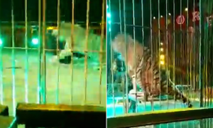 NGERI. Seorang Jurulatih Kritikal Diserang Harimau Ketika Pertunjukan Sarkas.
