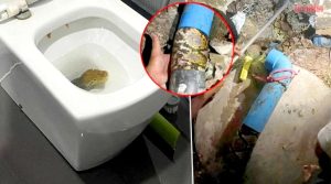 Ular Sawa Terperangkap Dalam Mangkuk Tandas