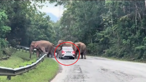Diserang gajah