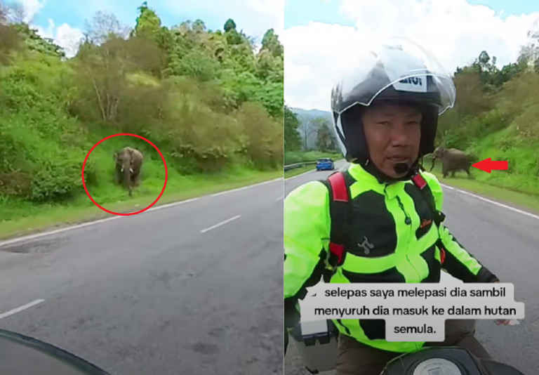 Gajah