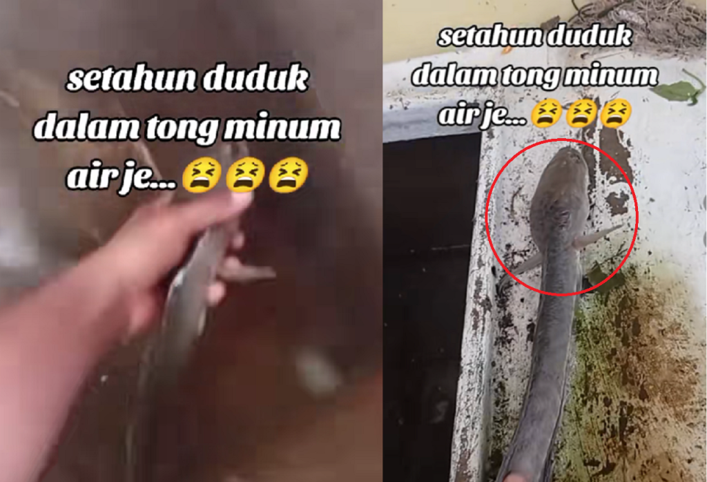 Ikan Haruan