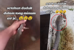 Ikan Haruan