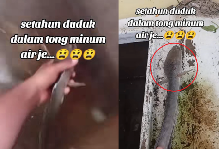 Ikan Haruan