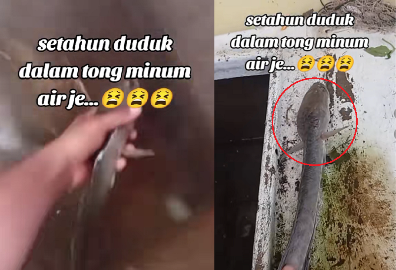 Ikan Haruan